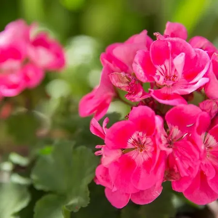 Lami בית הארחה 3*